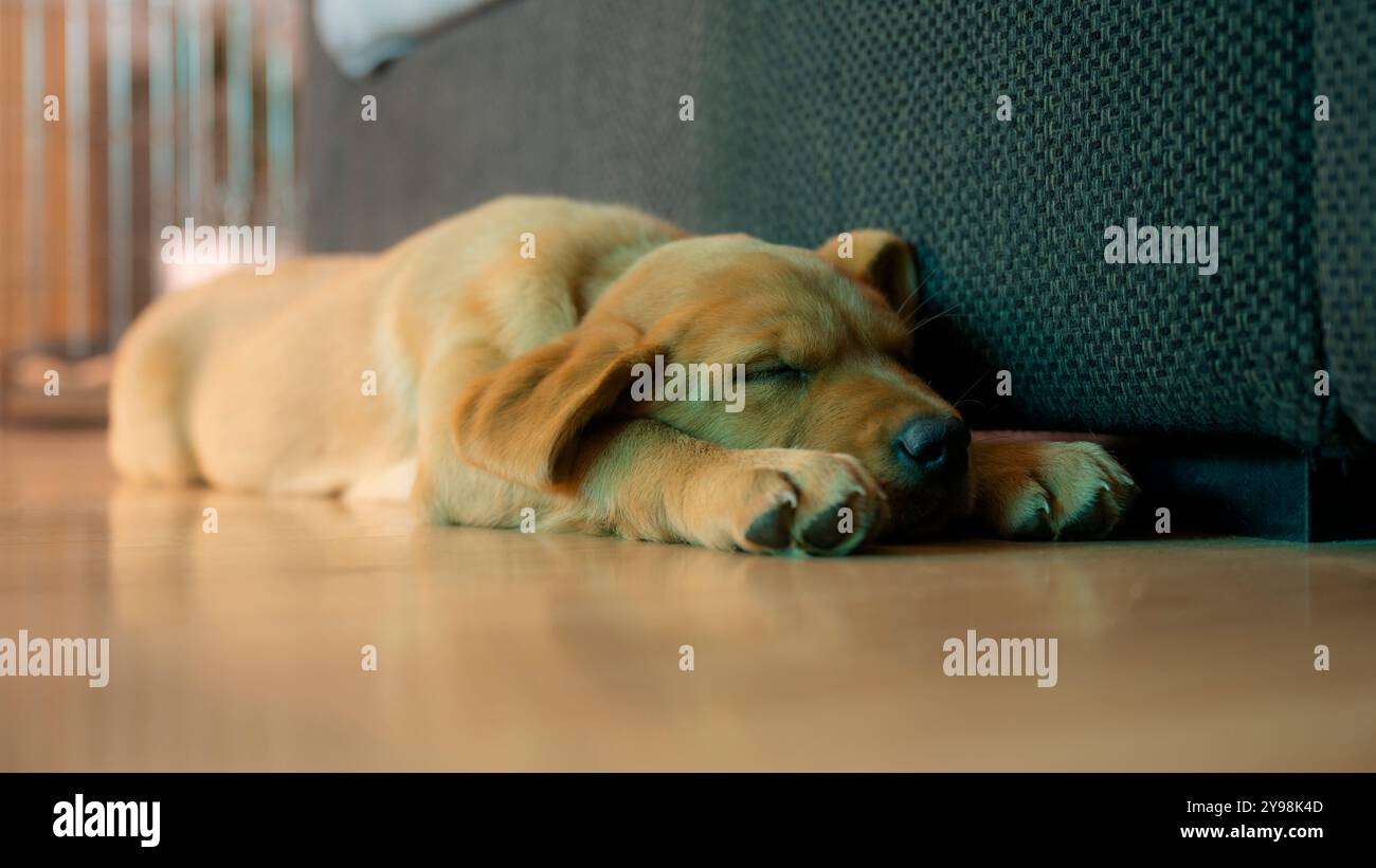 Ein goldener, reinrassiger labrador-Retriever-Welpe schläft friedlich auf einem Holzboden, ruht neben einer dunklen Couch, mit ausgestreckten Pfoten und Gesichts-Rela Stockfoto