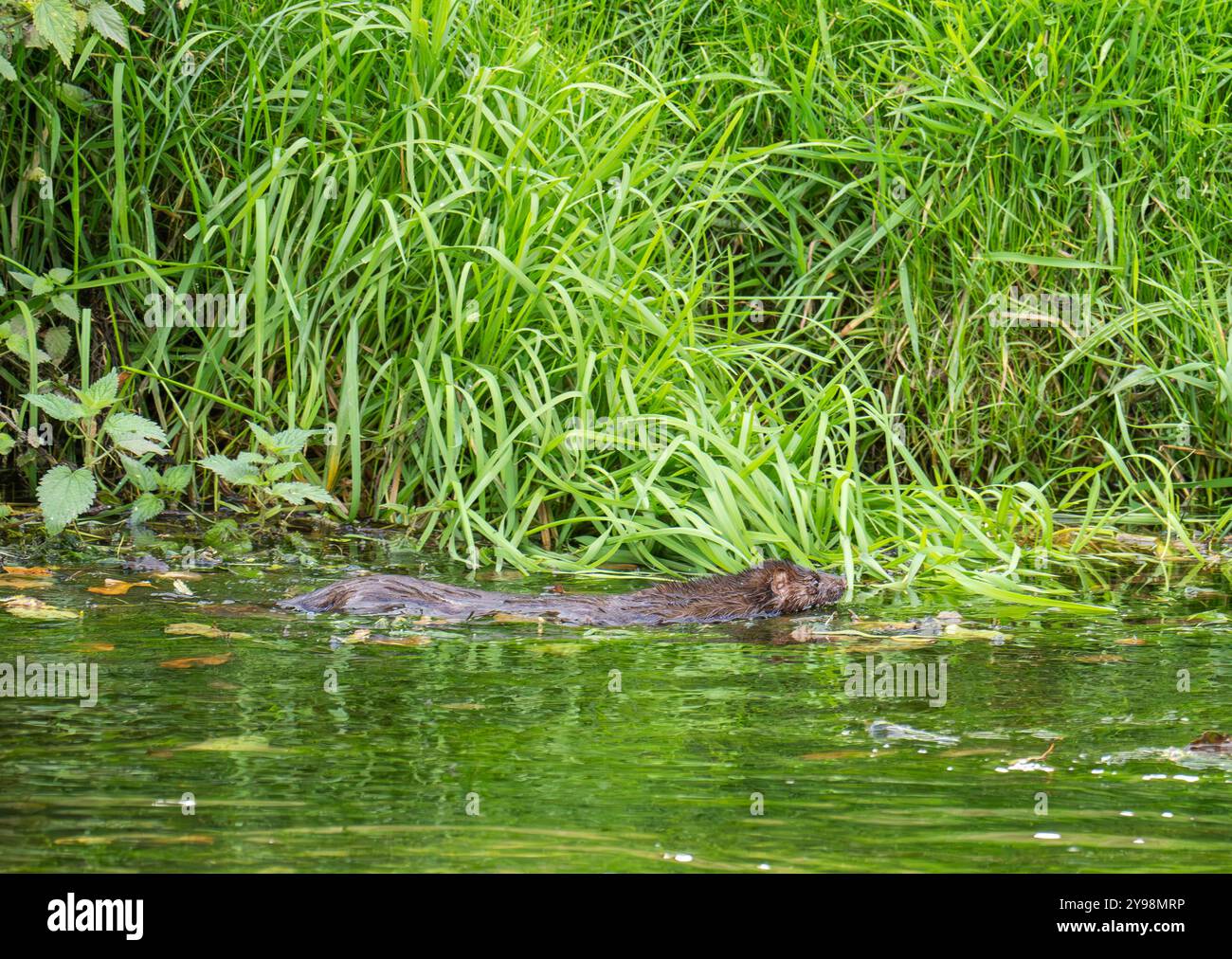 Ein amerikanischer Mink, Neogale Vison jagt auf dem Fluss Bela in milnthorpe, Cumbria, Großbritannien. Stockfoto
