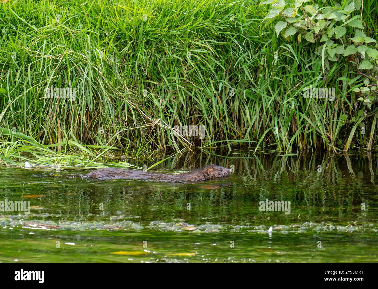 Ein amerikanischer Mink, Neogale Vison jagt auf dem Fluss Bela in milnthorpe, Cumbria, Großbritannien. Stockfoto