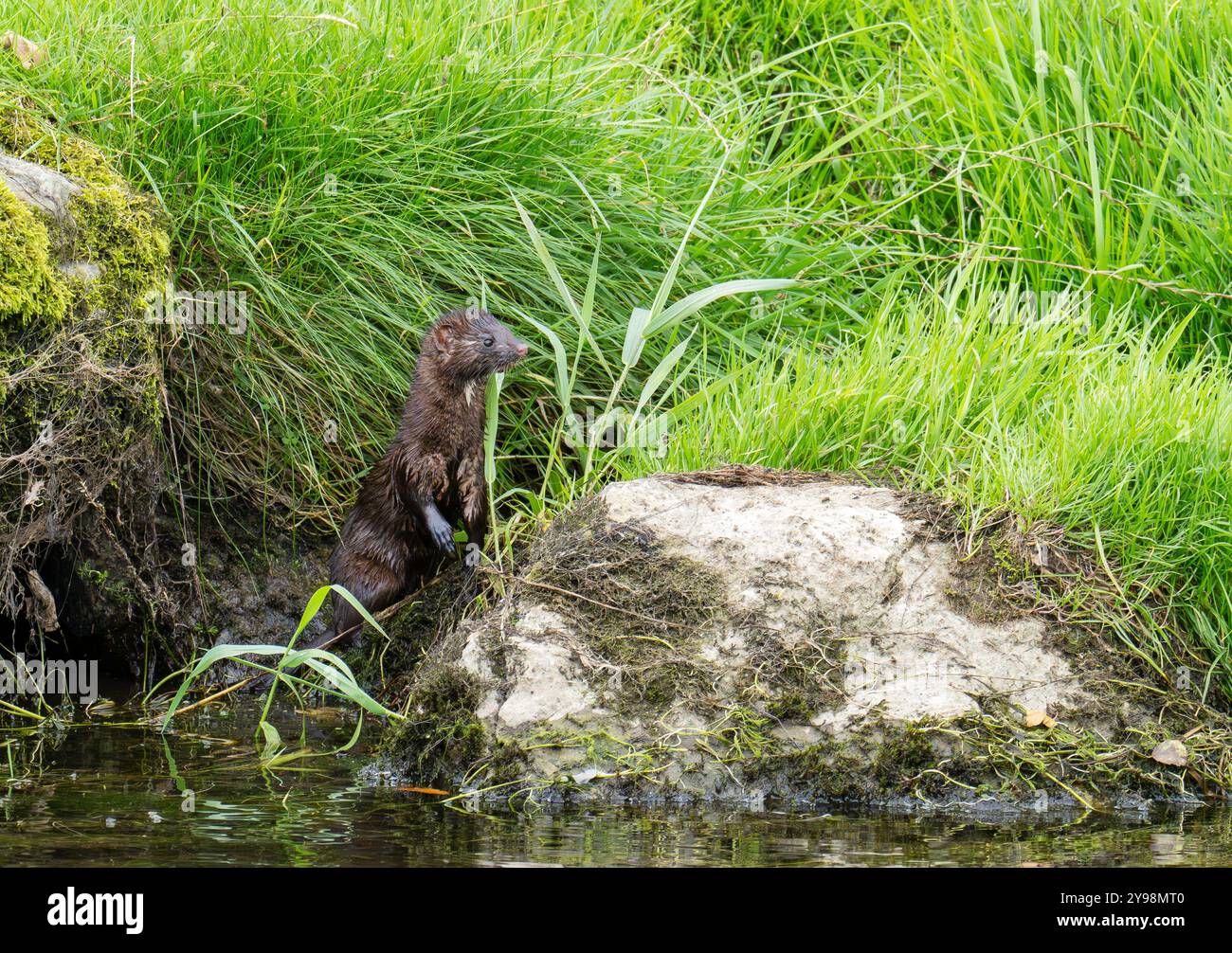 Ein amerikanischer Mink, Neogale Vison jagt auf dem Fluss Bela in milnthorpe, Cumbria, Großbritannien. Stockfoto