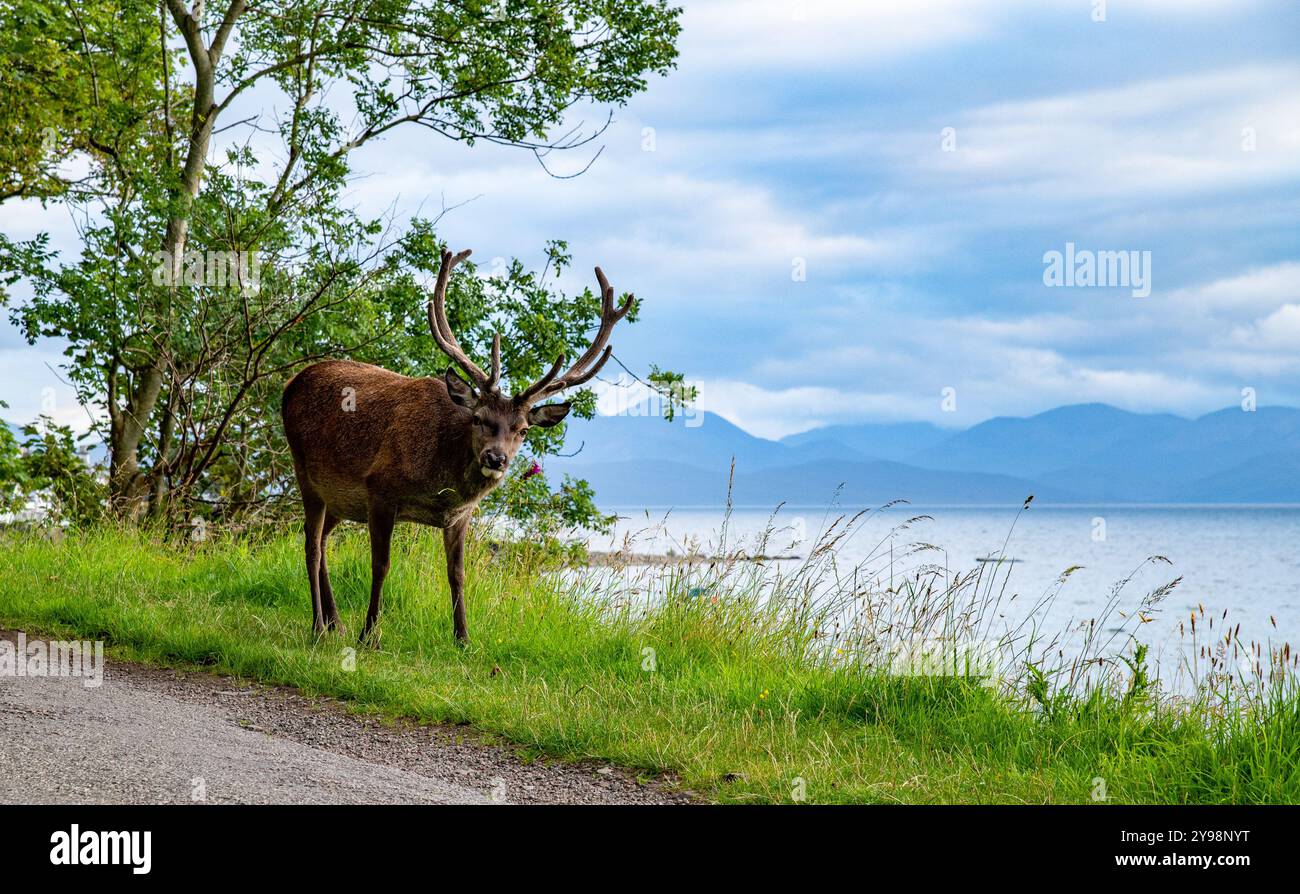 Ein Rothirsch, Applecross, Wester Ross, Scottish Highlands, UK Stockfoto