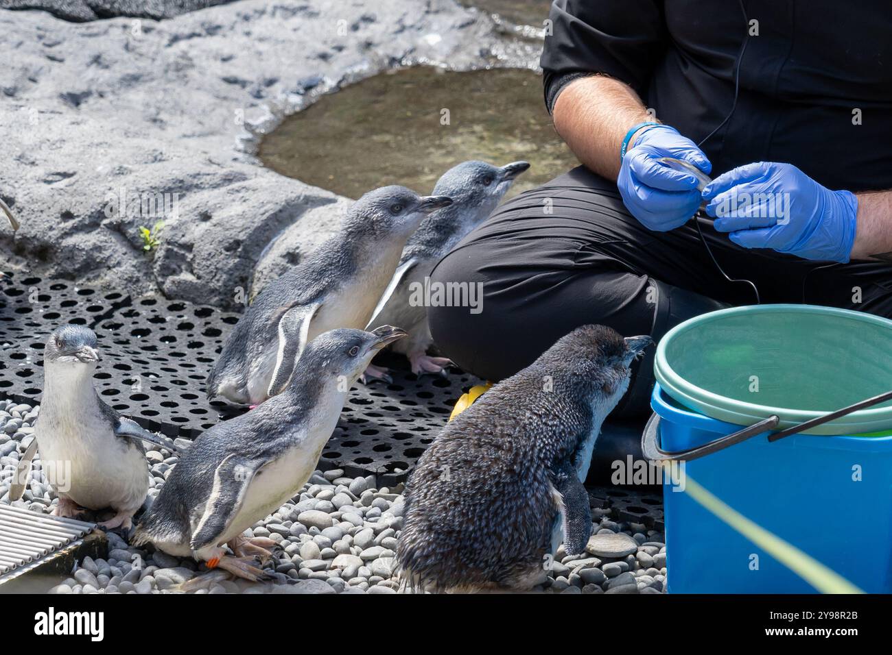 Mitarbeiter füttern kleine Blaue Pinguine bei Pinguin Rescue im International Antarctic Centre in Christchurch, Neuseeland. Stockfoto