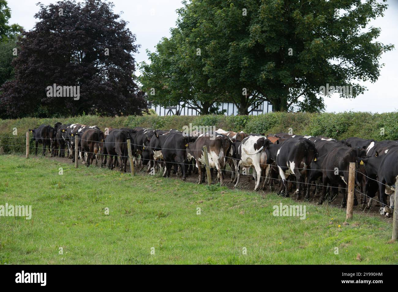 Kühe kommen zum Melken, Cheshire, Großbritannien. Stockfoto