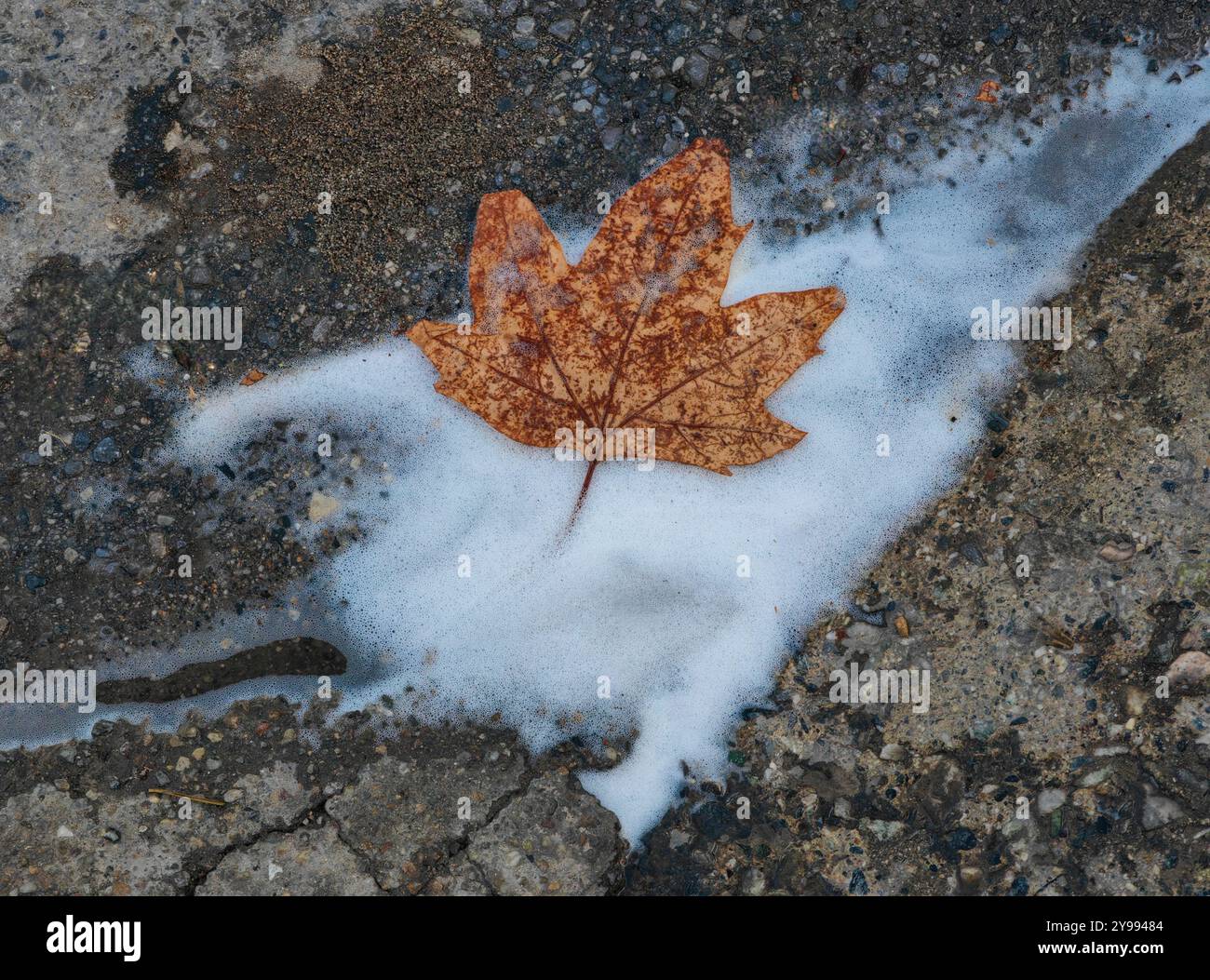 „Wer soll zuerst kommen?“: Herbstblatt und abstrakter Schneeschaum auf der Straße. Stockfoto