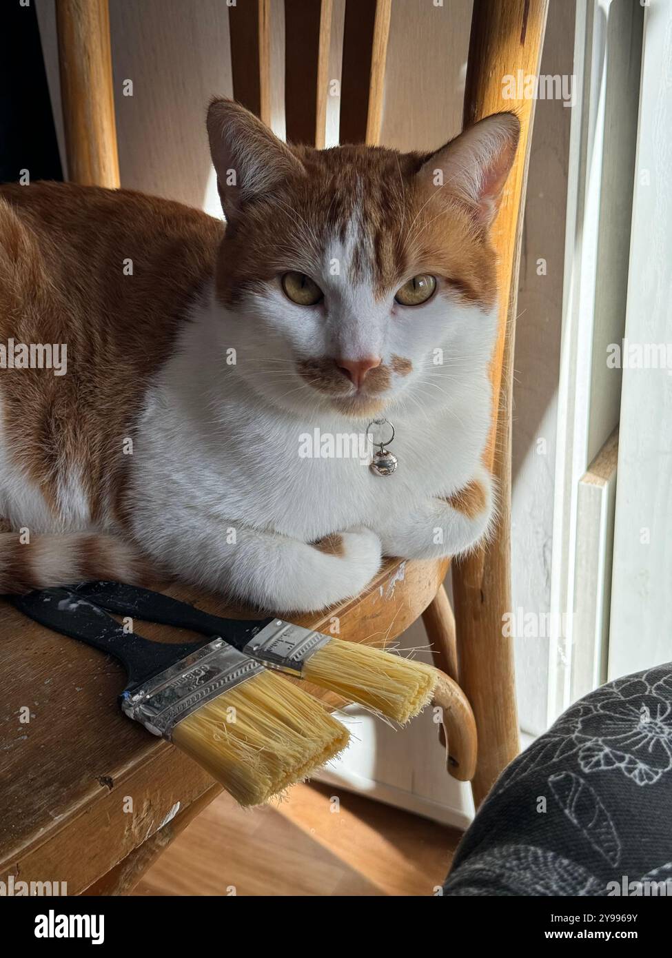 Eine orangene und weiße Katze liegt auf dem Bauch mit den Pfoten darunter. Daneben befinden sich Pinsel. Stockfoto
