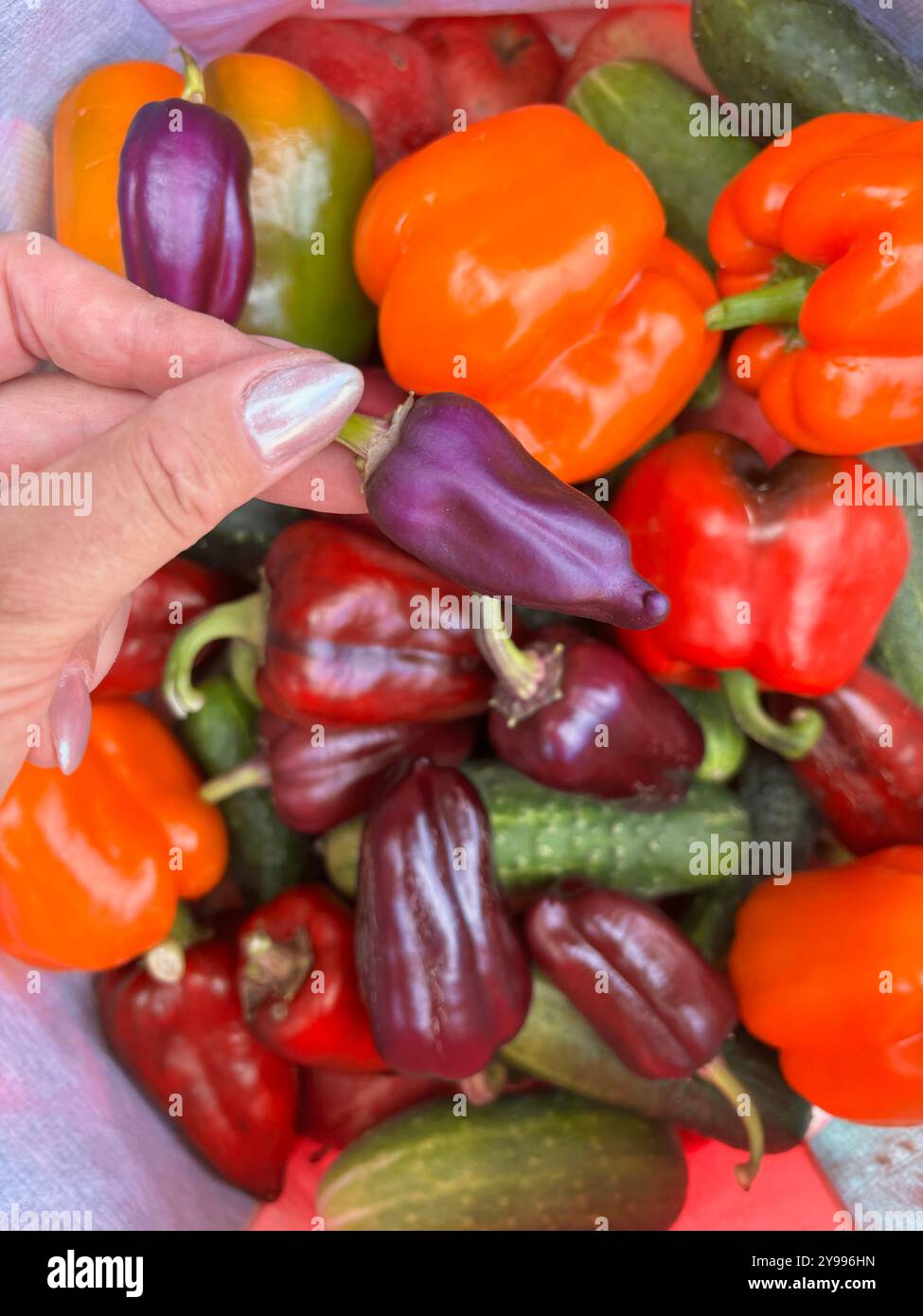 Süßer Pfeffer in der Hand einer Frau. Vor dem Hintergrund von verschiedenfarbigem Gemüse. Stockfoto
