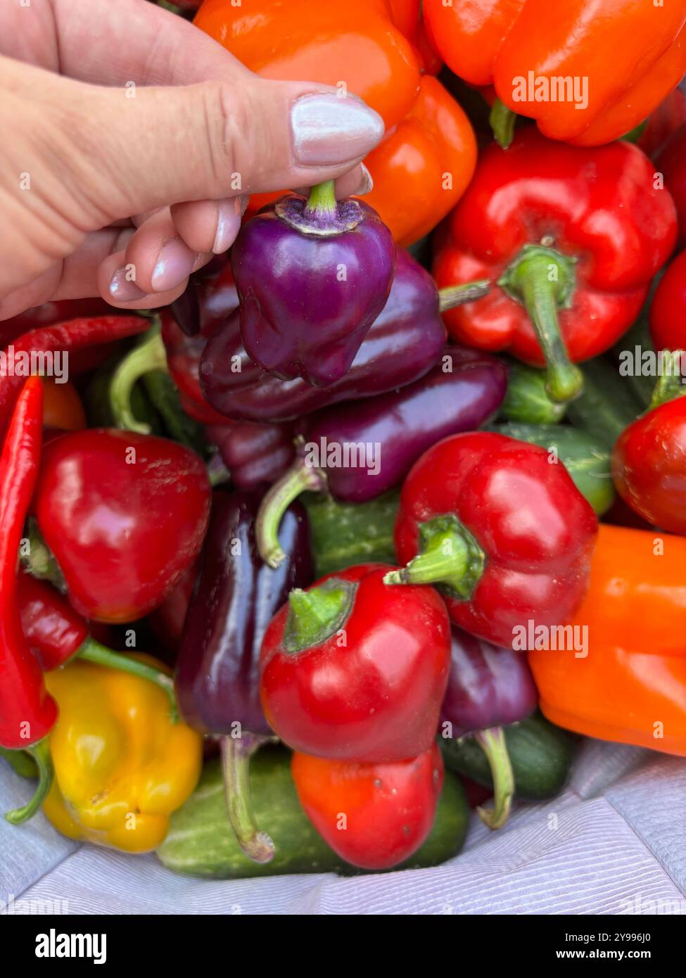 Süßer Pfeffer in der Hand einer Frau. Vor dem Hintergrund von verschiedenfarbigem Gemüse Stockfoto