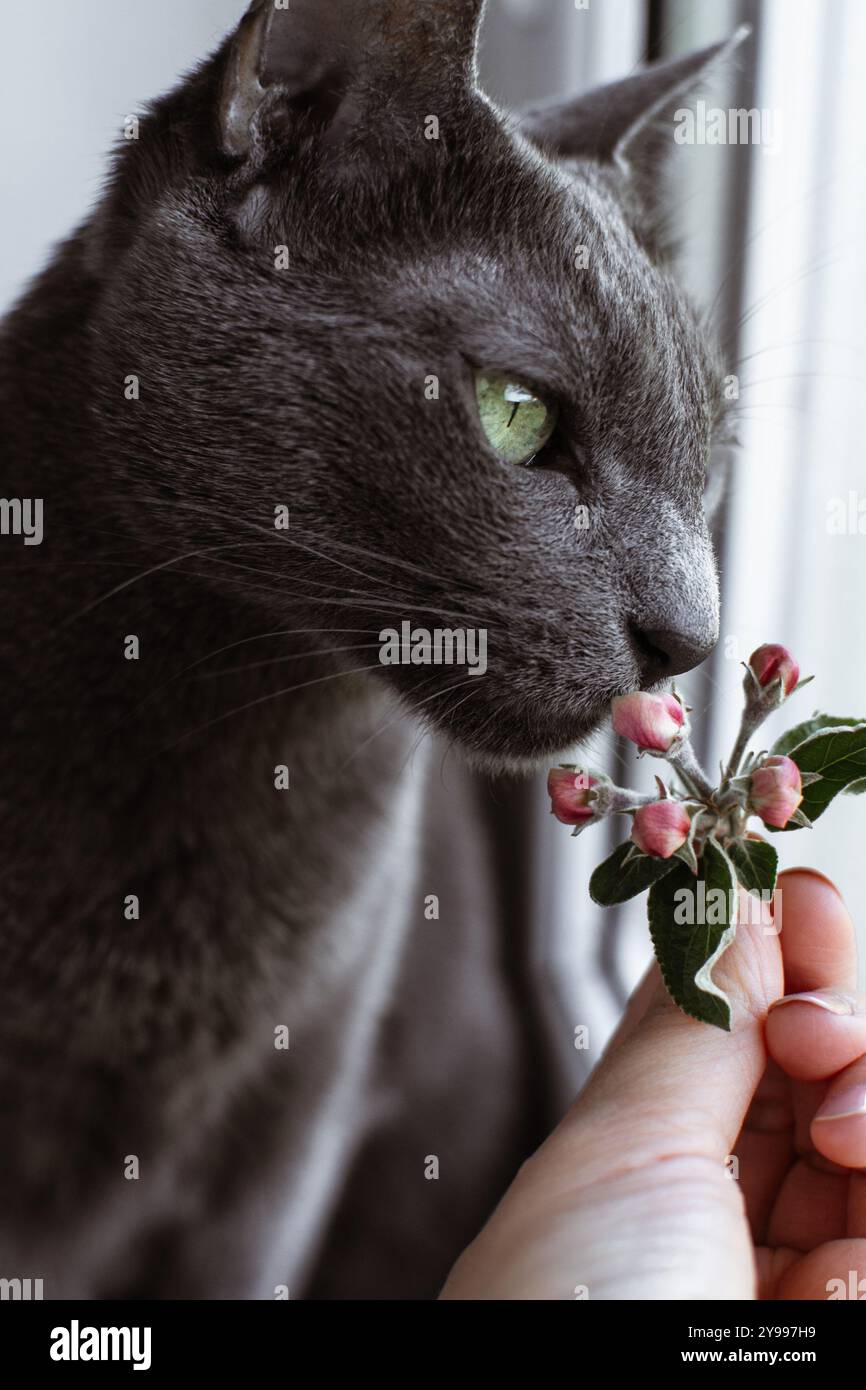 Die russische Blaue Katze riecht Blütenknospen des Apfelbaums in Einer Frauenhand Stockfoto