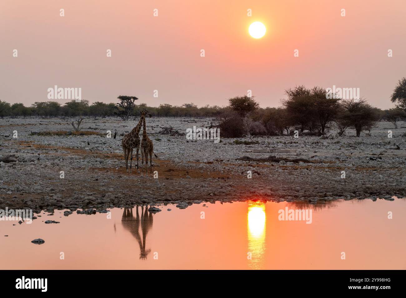 Giraffen am Okaukuejo Wasserloch im Etosha Nationalpark bei Sonnenuntergang, Wasserreflexionen, Wildtiersafari und Pirschfahrt in Namibia, Afrika Stockfoto