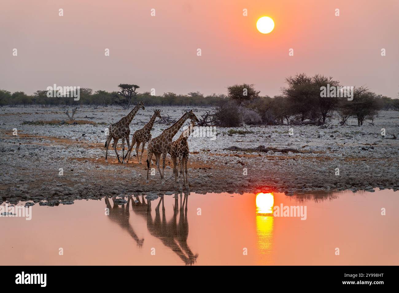 Giraffen am Okaukuejo Wasserloch im Etosha Nationalpark bei Sonnenuntergang, Wasserreflexionen, Wildtiersafari und Pirschfahrt in Namibia, Afrika Stockfoto