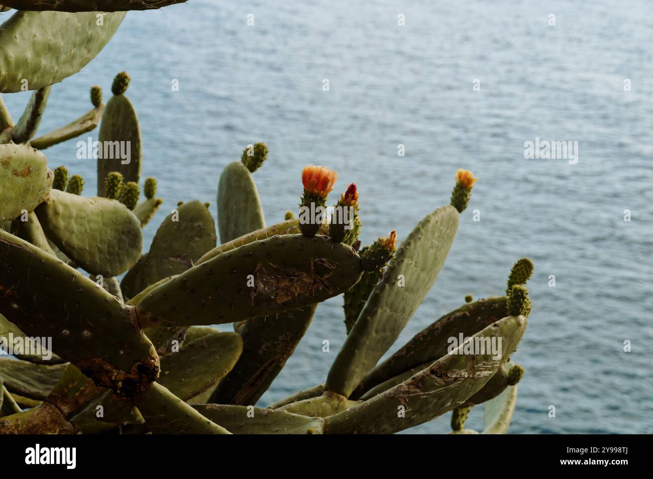 Kaktusblüten blühen entlang der Klippe mit Blick auf das ruhige Wasser der Küste Madeiras Stockfoto