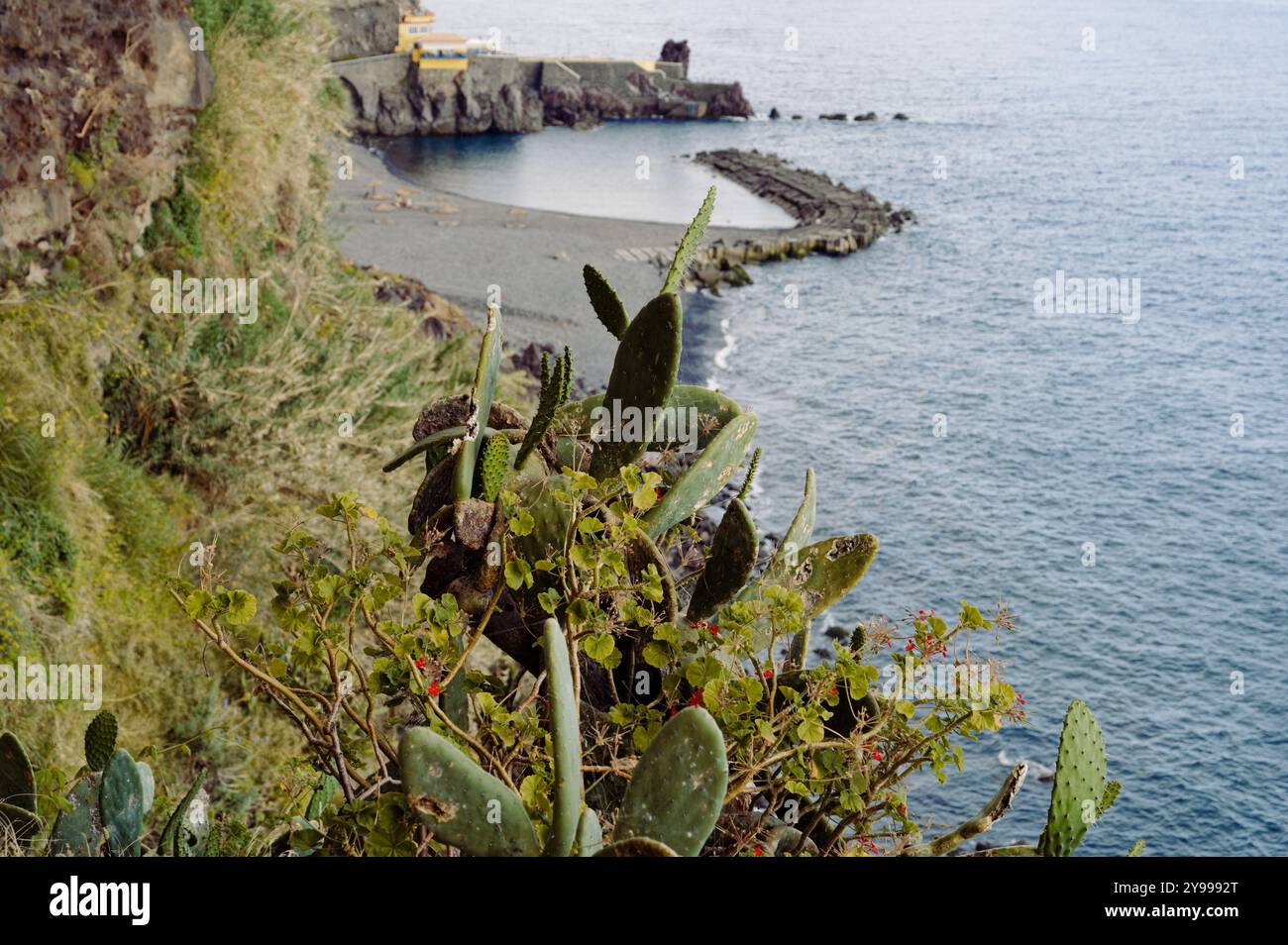 Kakteen und Küstenpflanzen gedeihen entlang einer Klippe mit Blick auf eine ruhige Bucht auf Madeira Stockfoto