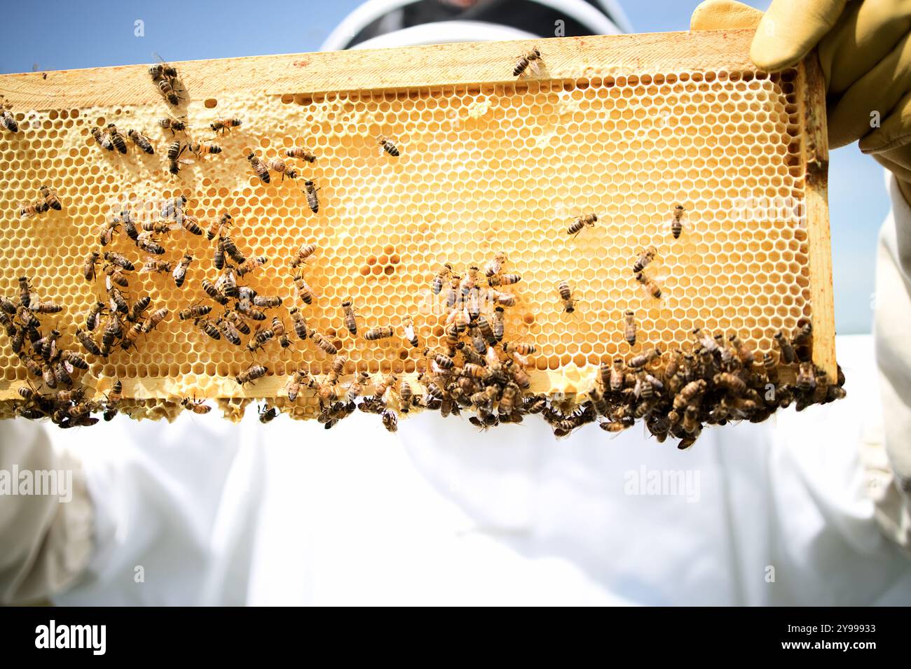 Ein Imker inspiziert während einer Routineinspektion einen Honig, der aus einem Bienenstock gezogen wurde. Bei diesen Inspektionen wird auf Bienengesundheit und Produktivität geprüft. Stockfoto