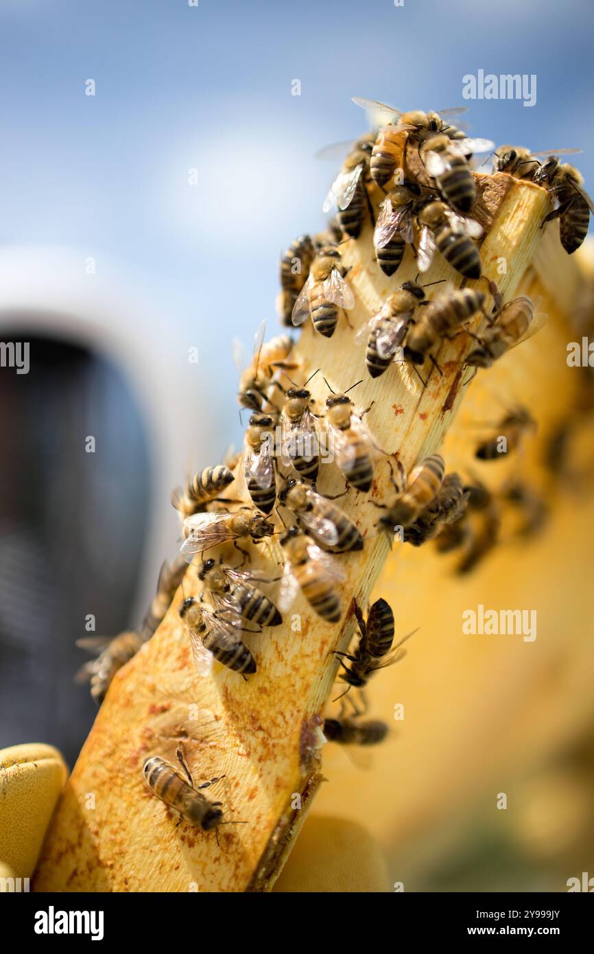 Ein Imker inspiziert während einer Routineinspektion einen Honig, der aus einem Bienenstock gezogen wurde. Bei diesen Inspektionen wird auf Bienengesundheit und Produktivität geprüft. Stockfoto