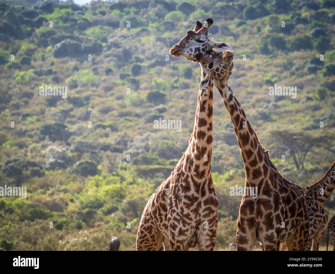 Kenya Masai Mara Park Giraffe Stockfoto