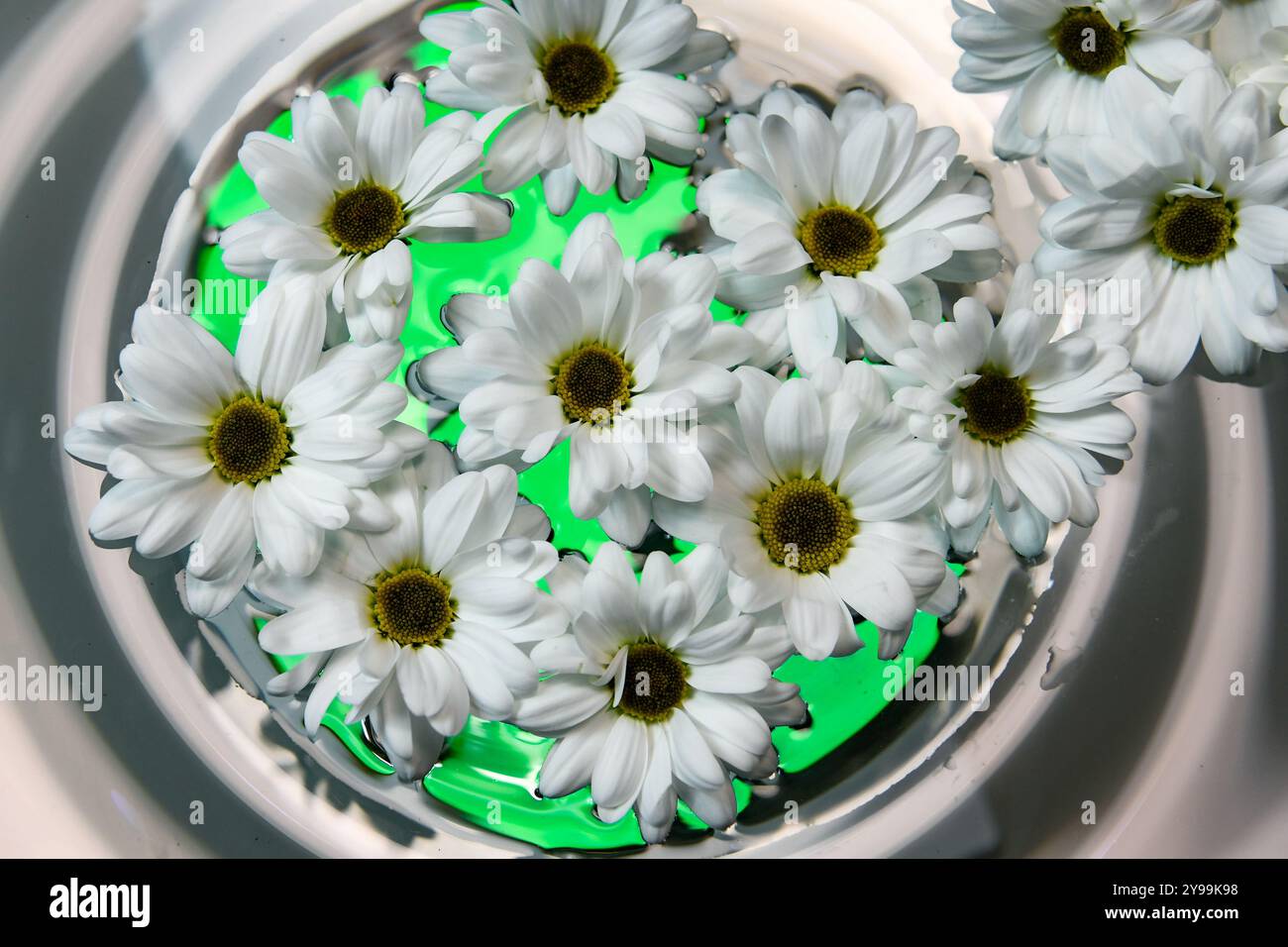 Weiße margaretenblüten im Wasser und farbenfrohe helle Hintergründe Stockfoto