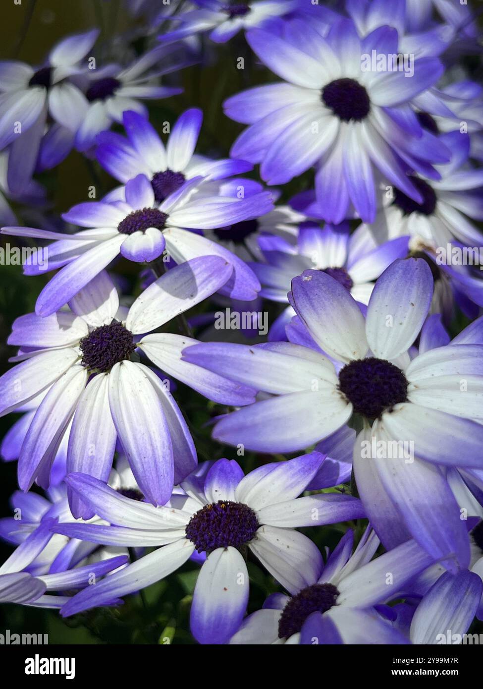 In den Butchart Gardens werden leuchtende lila und weiße Gänseblümchen in voller Blüte aus nächster Nähe mit ihren komplexen Blütenblättern und satten Farbkontrasten präsentiert Stockfoto