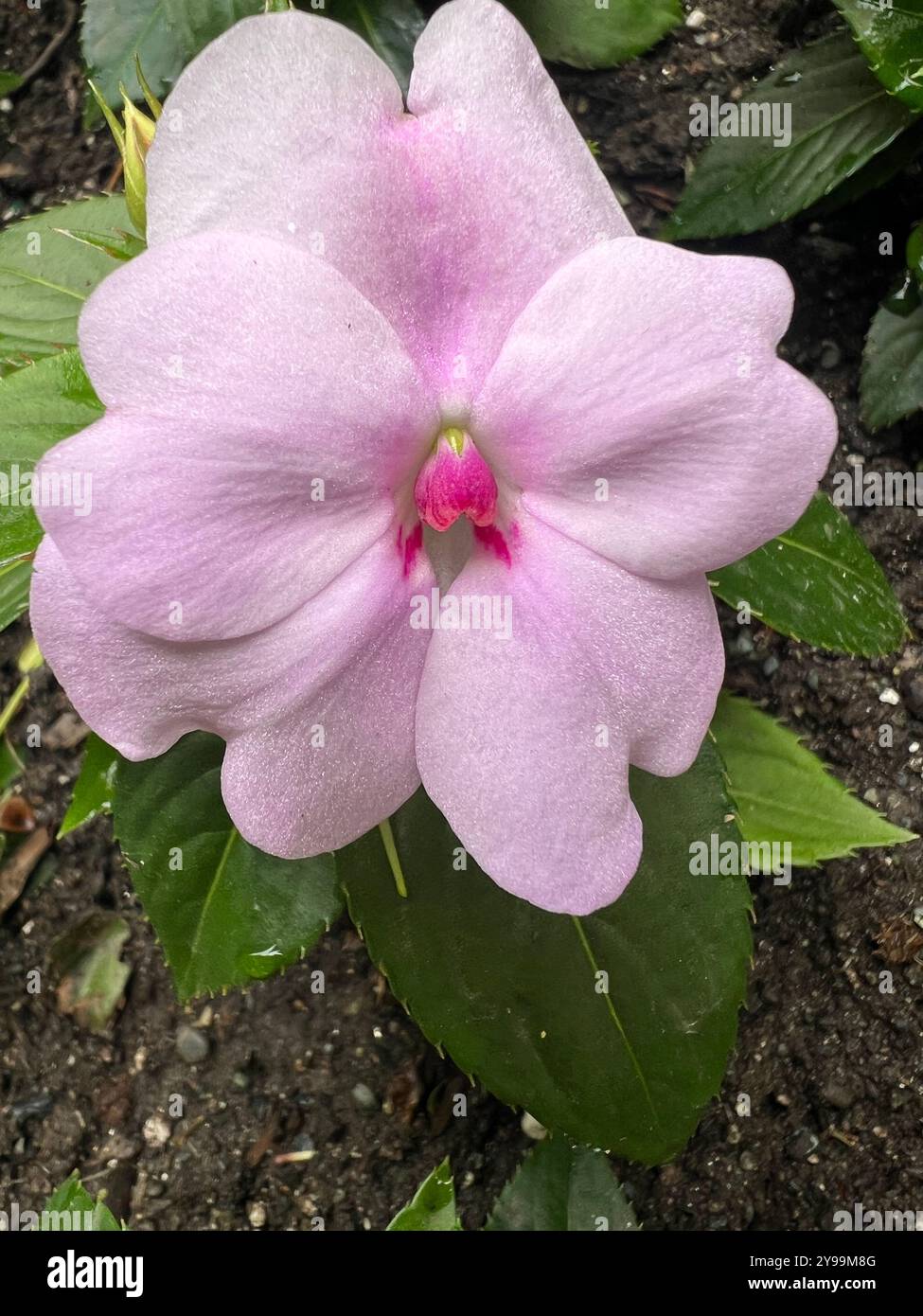 Eine sanfte, pinkfarbene Impatiens Walleriana in voller Blüte, mit zarten Blütenblättern und einer lebendigen Mitte gegen üppiges grünes Laub. Ein heiteres Blumendesign Stockfoto