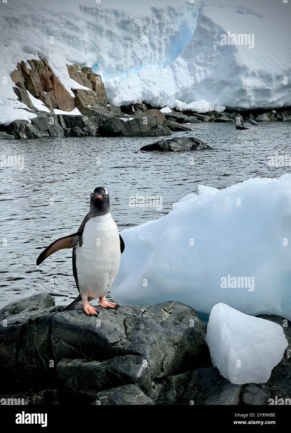 Ein neugieriger Gentoo-Pinguin steht auf felsigem antarktischem Gelände mit eisigen Klippen und blauen Gletschern im Hintergrund - Smartphone-aufgenommenes Stockfoto