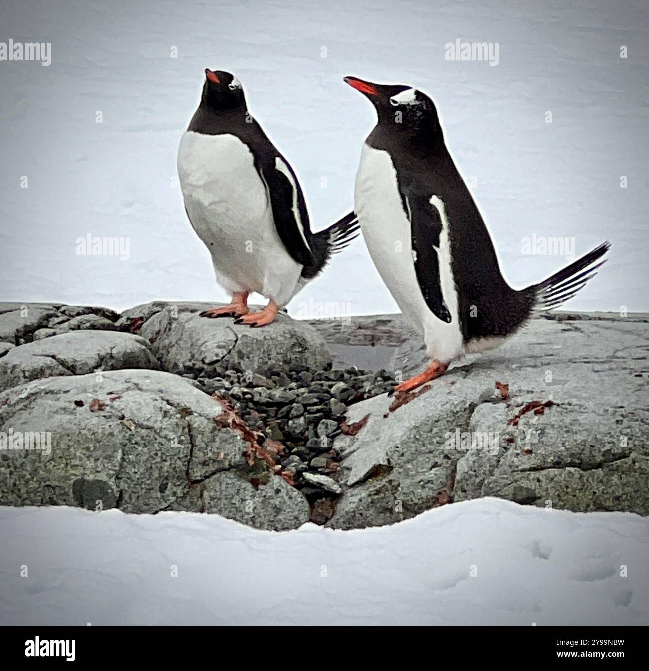 Zwei Gentoo-Pinguine (Pygoscelis papua) stehen auf felsigem Gelände auf Petermann Island, Antarktis, umgeben von Schnee in einer abgelegenen polaren Umgebung Stockfoto