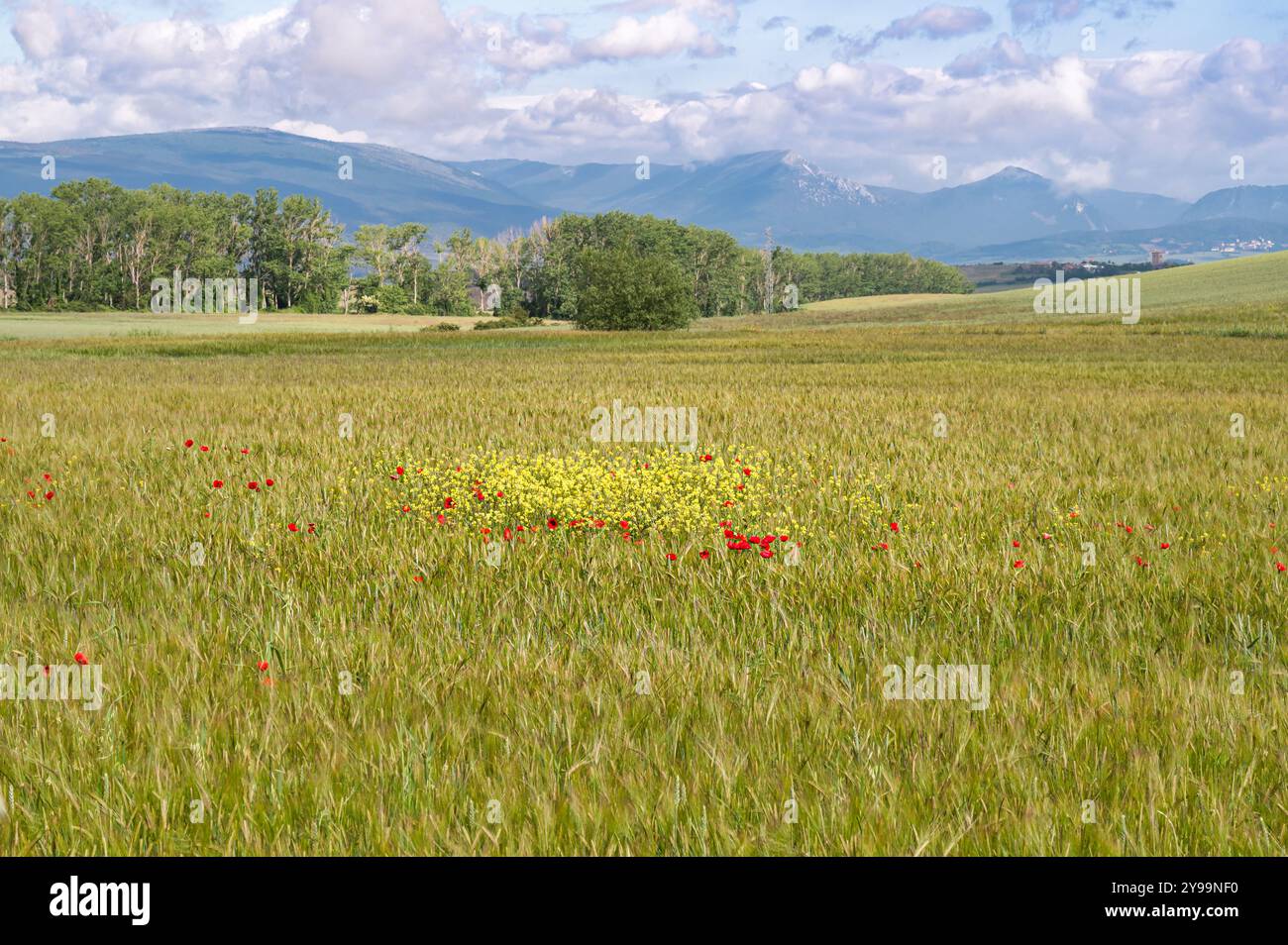 Wildblumen, die in einer Weizenfellei in Nordspanien wachsen Stockfoto
