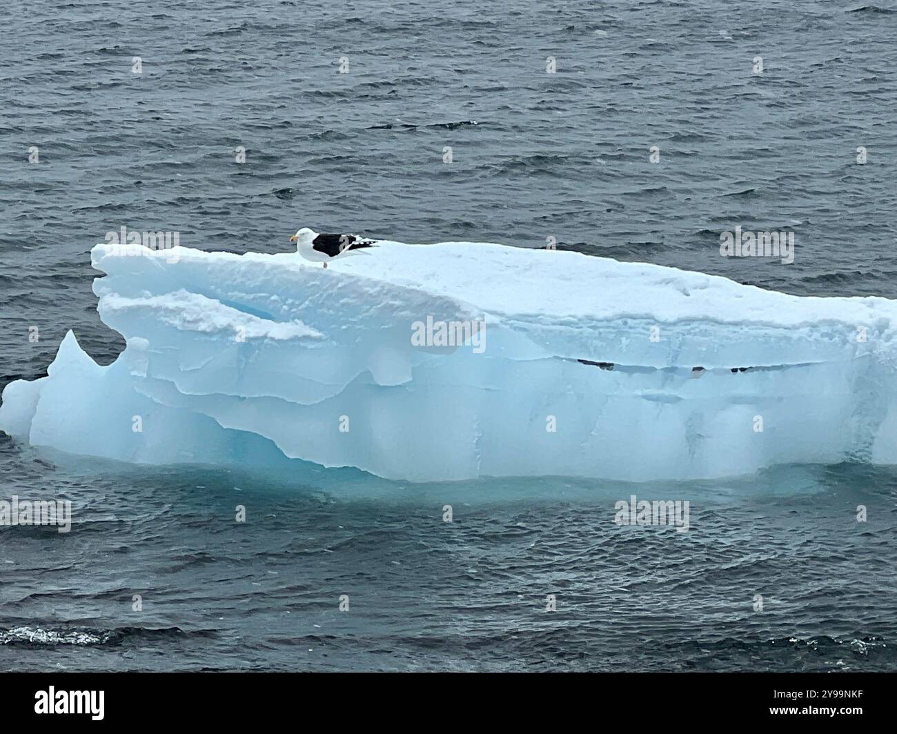 Eine Kelpenmöwe (Larus dominicanus) liegt auf einem schwimmenden Eisberg im südlichen Ozean, der Antarktis, umgeben von eisigen Gewässern - Smartphone-aufgenommenes Stockfoto