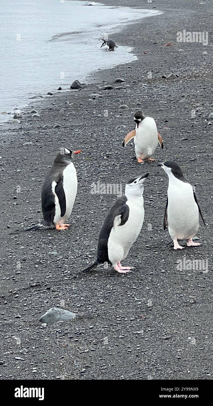 Gentoo-Pinguine (Pygoscelis papua) und Chinstrap-Pinguine (Pygoscelis antarcticus) sammeln sich am schwarzen Sandstrand der Insel Barrientos. - Smartphone-aufgenommenes Stockfoto