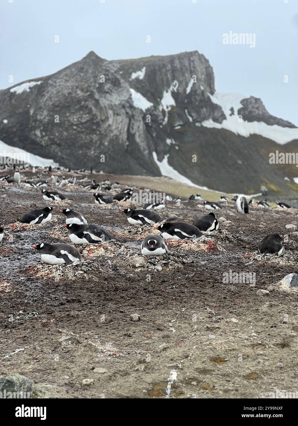 Gentoo-Pinguine (Pygoscelis papua) nisten auf Barrientos Island, South Shetland Islands, mit einer zerklüfteten antarktischen Landschaft im Hintergrund Stockfoto