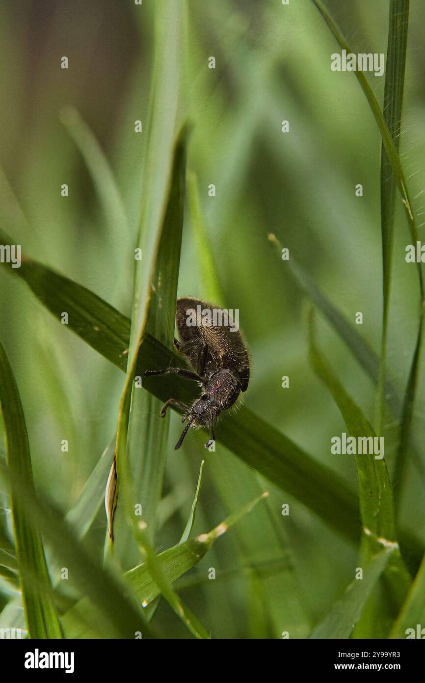 Ein Käfer ist auf einem grünen Blatt. Die Wanze ist braun und hat einen langen Körper Stockfoto