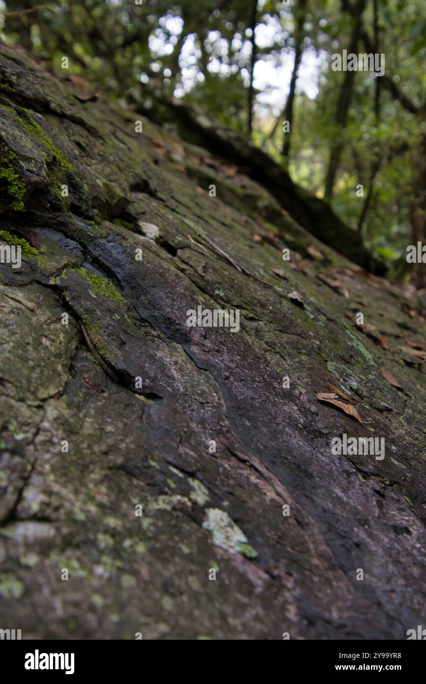 Ein Stein mit Moos, der darauf wächst. Das Moos ist grün und der Felsen braun Stockfoto