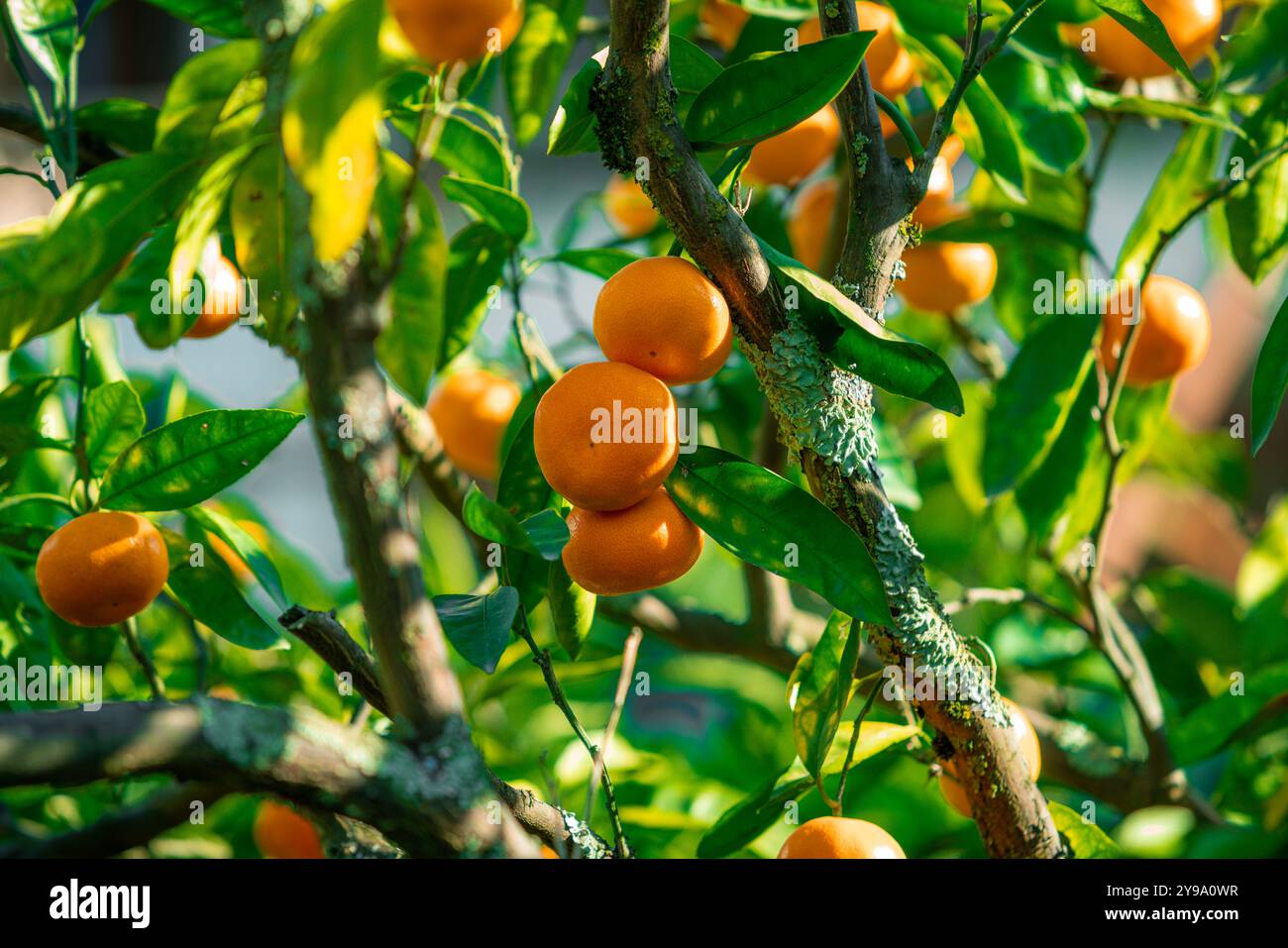 Orangenbäume mit reifen Früchten Stockfoto