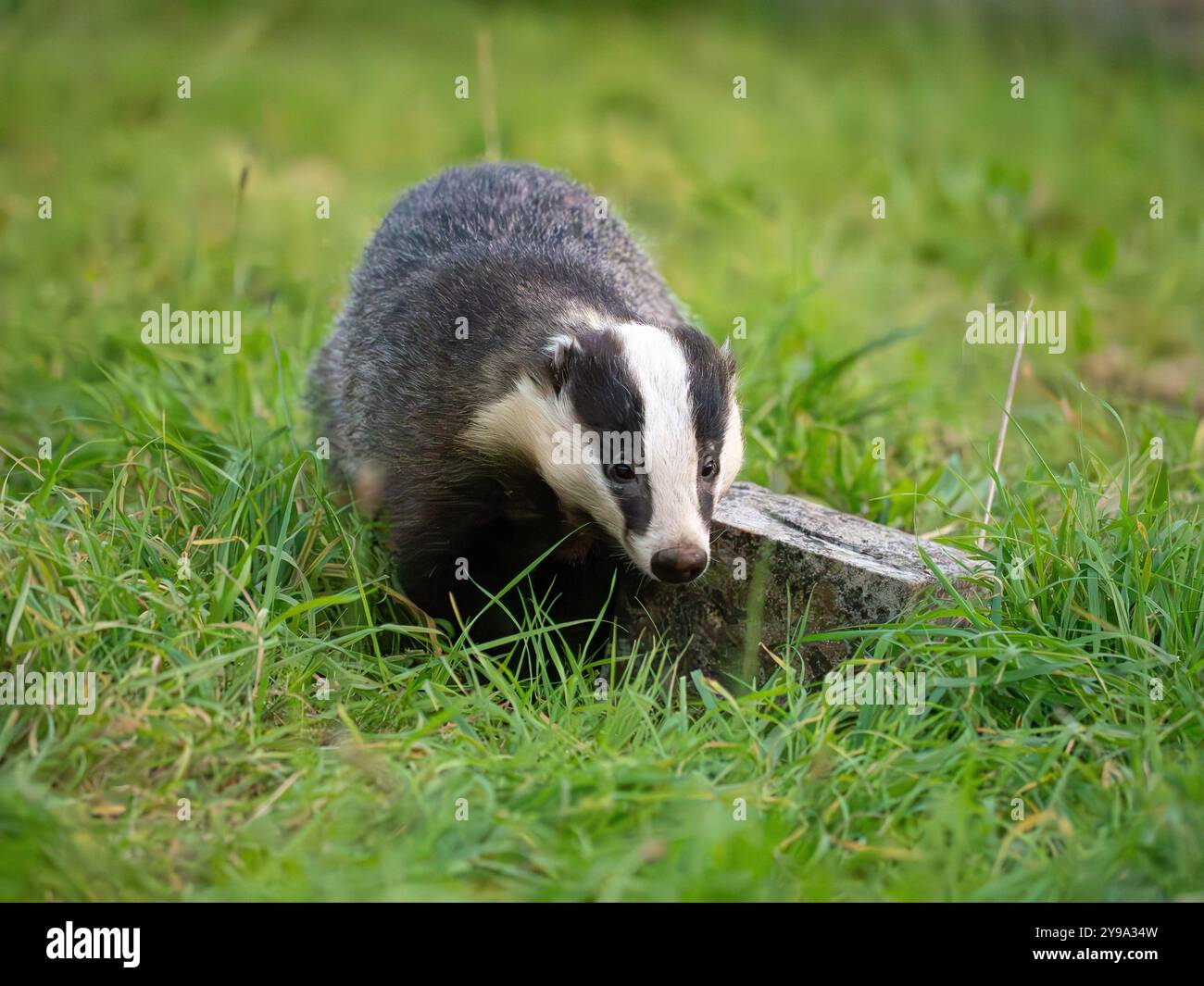 Dachs auf der Suche nach Nahrung im Gras [ meles meles ] Stockfoto