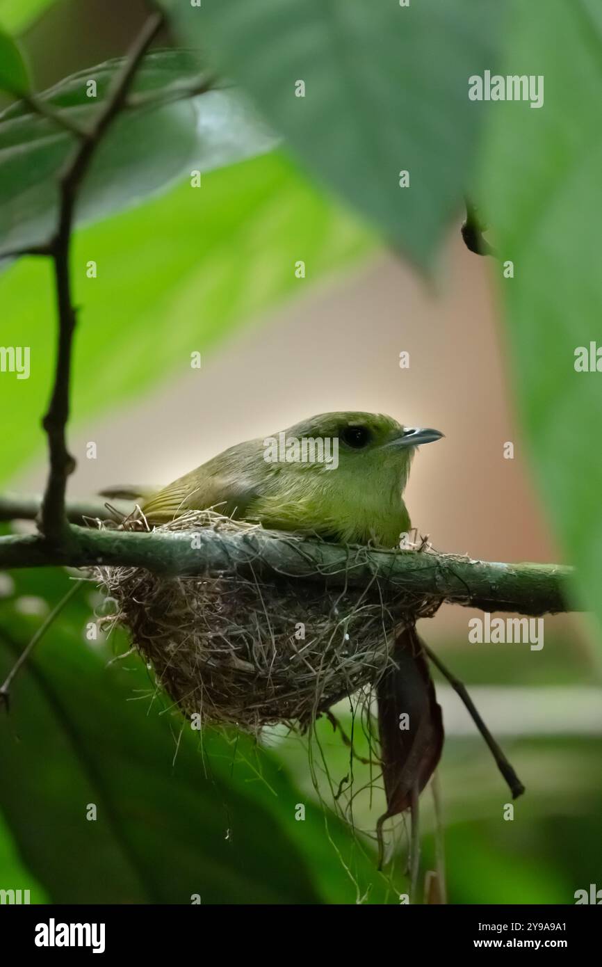 Weibliche Manakine (Piprinae) sitzt auf dem Nest im Wald von Costa Rica Stockfoto