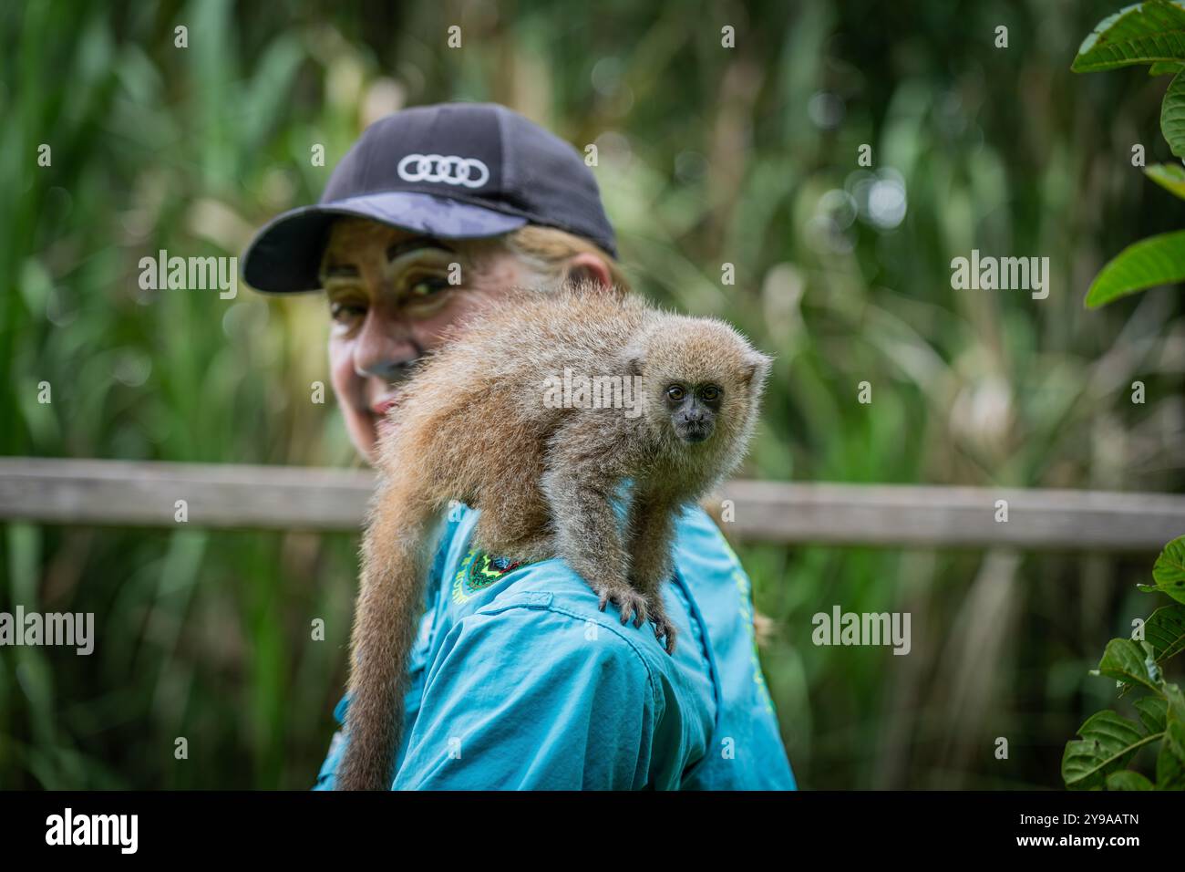 Der braune Wollaffen (Lagothrix Lagothricha) aus Peru sitzt auf der Schulter einer Amerikanerin Stockfoto