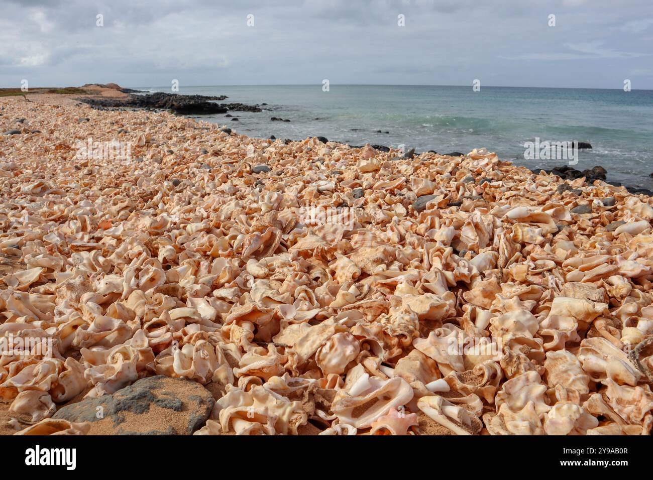 Shell Cemetery Beach, Santa Maria, Sal, Kap Verde, Afrika: Strand aus Muscheln am Meer, bewölkt Stockfoto
