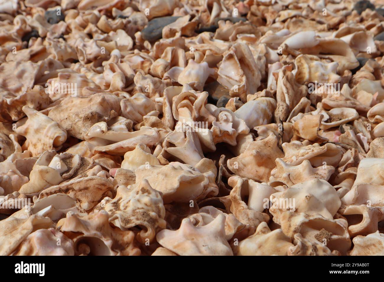 Shell Cemetery Beach, Santa Maria, Sal, Kap Verde, Afrika: Strand aus Muscheln am Meer, Nahaufnahme, Textur Stockfoto