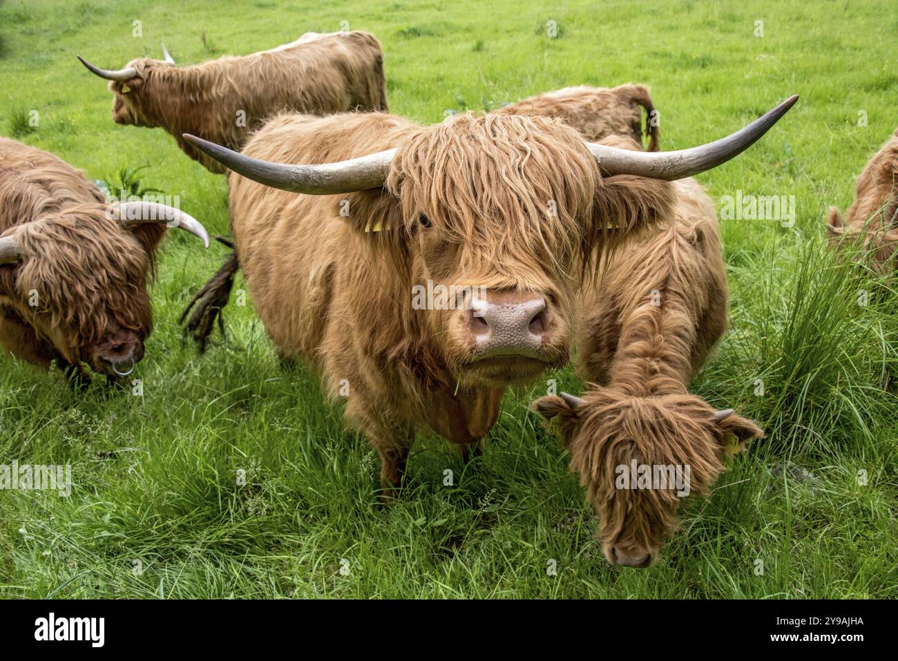 Hochlandrinder, Hochlandrinder oder Kyloe (Bos primigenius f. taurus), Kuh, zotteliges Fell bedeckt Augen, Kälber, Herde auf Weide, hohes üppiges Gras Stockfoto