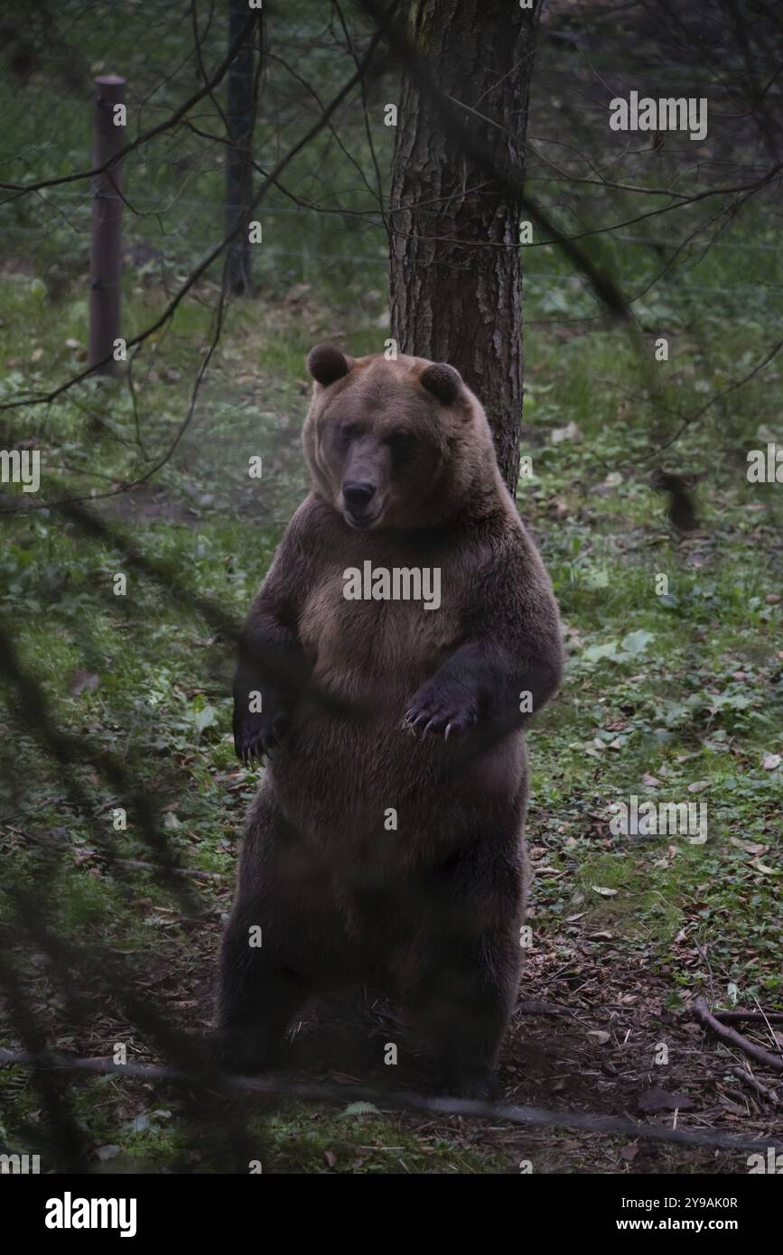 Braunbär, Mueritz-Bärenpark, Schutzzentrum für Braunbären aus Zoos, Zirkussen und Privatbesitz, betrieben von der Tierschutzstiftung vier P Stockfoto