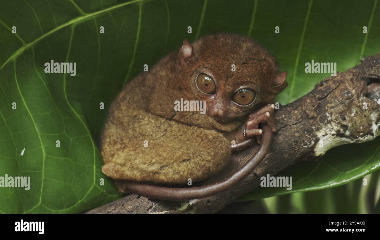 Tarsier Affe (Tarsius Syrichta) am Baum in natürlicher Dschungel-Umgebung, Philippinen. Bohol Island Stockfoto