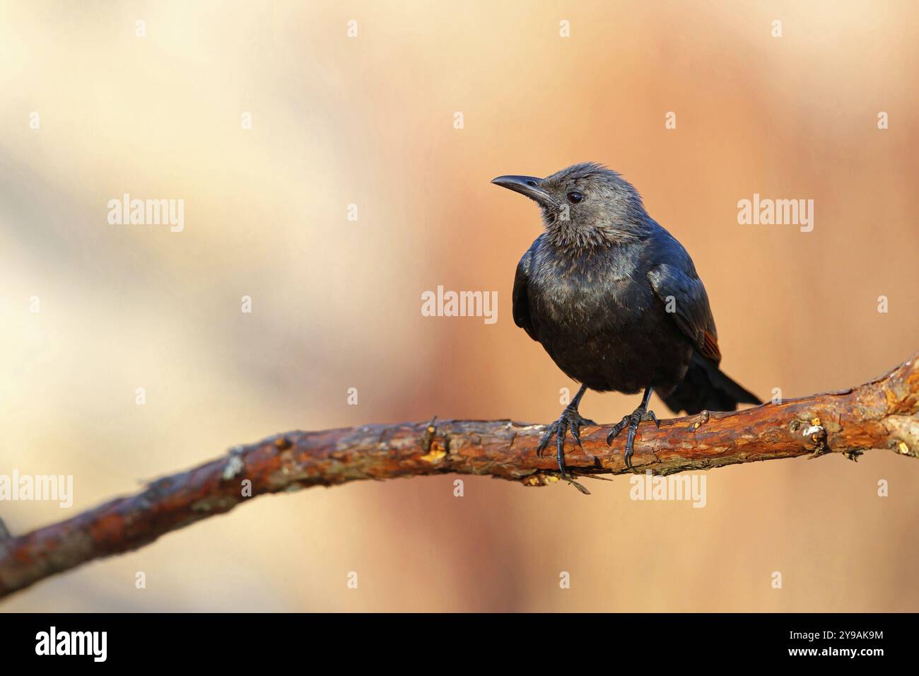 Ein roter Starling auf einem Barsch, (Onychognathus morio), Afrika, Südafrika, KwaZulu-Natal, Giant's Castle Hide, Imbabazane Local Municipality, KwaZ Stockfoto