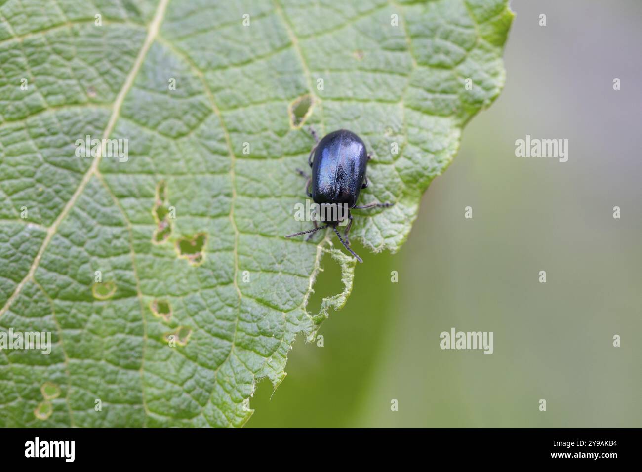 Erlenblattkäfer (Agelastica alni), auf Blatt, Nordrhein-Westfalen, Deutschland, Europa Stockfoto