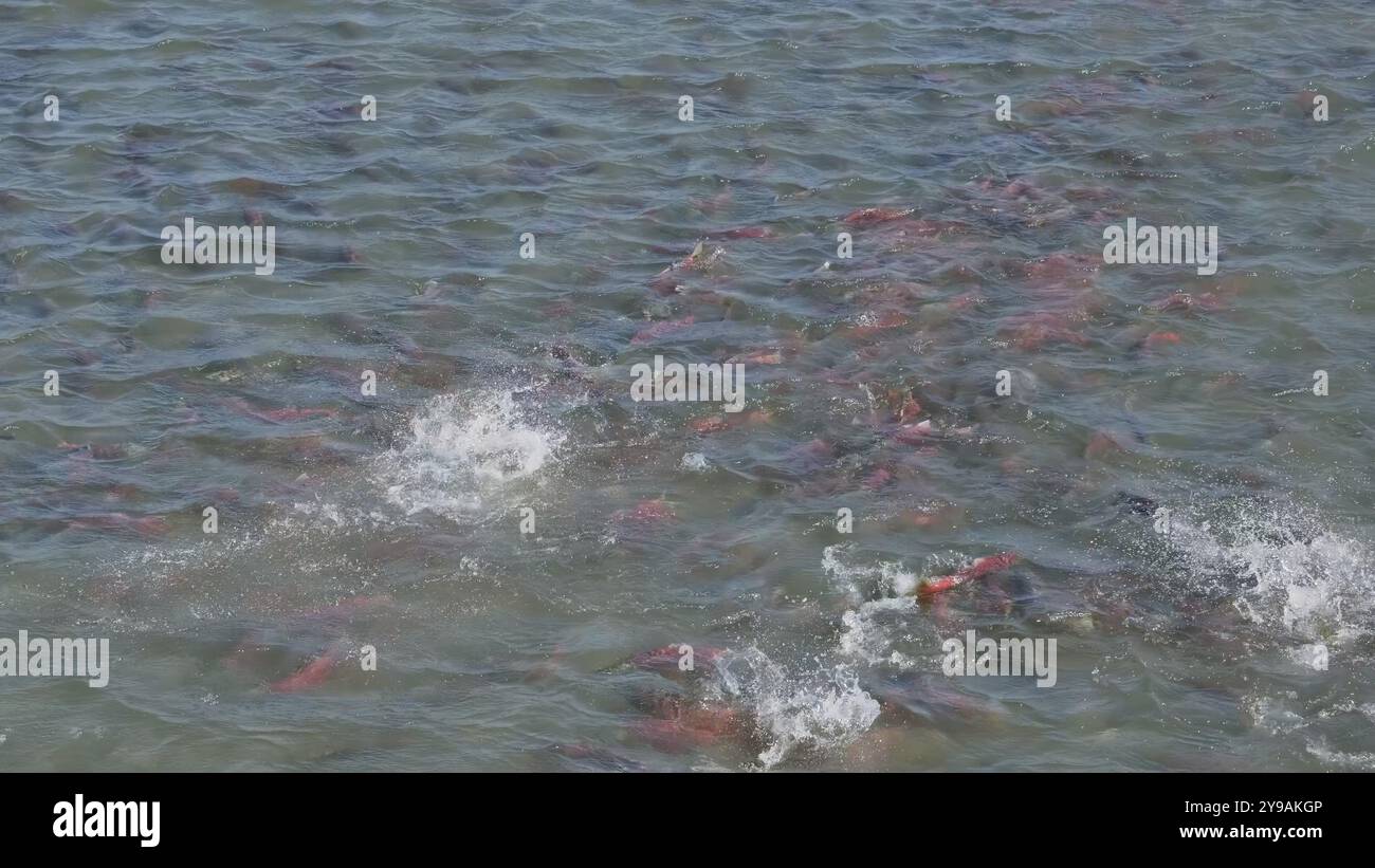 Plätschernder Sockaugenlachs, Oncorhynchus nerka im Fluss, Kamtschatka Stockfoto