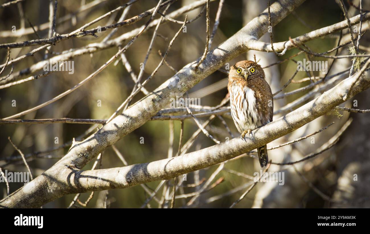 Wilde Eule in der Natur, Farbbild, Nordkalifornien, USA, Nordamerika Stockfoto