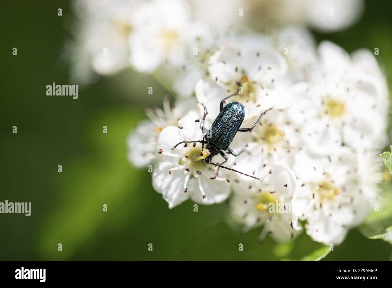 Bluebush (Carilia virginea), auf Blume, Niedersachsen, Deutschland, Europa Stockfoto