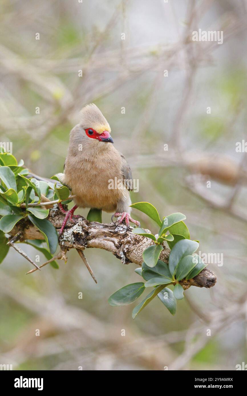 Rotschwanzmousebird (Urocolius indicus), auf Barsch, Afrika, Südafrika, KwaZulu-Natal, Mkuze Game Reserve, Mkuze, KwaZulu-Natal, Afrika Stockfoto