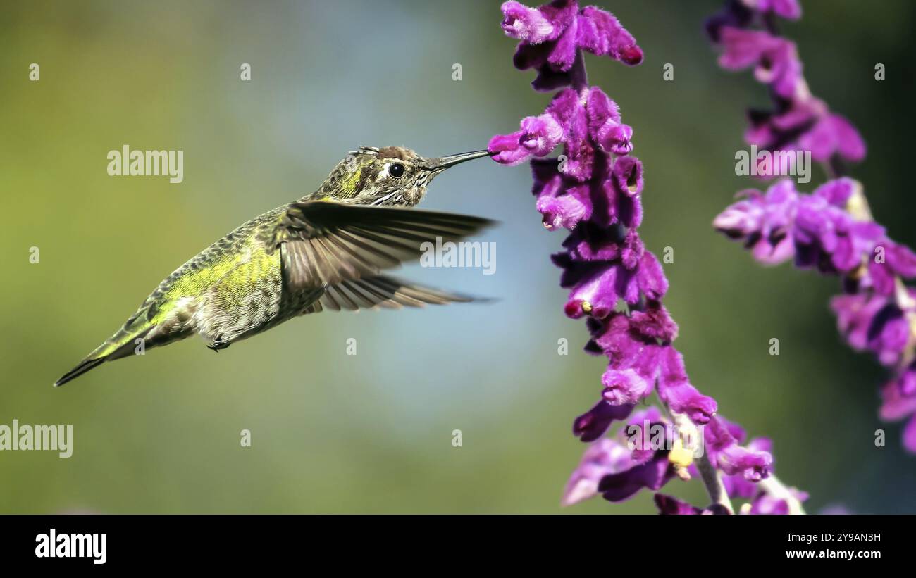 Ein Kolibri trinkt Nektar aus einer Blume während des Fluges Stockfoto