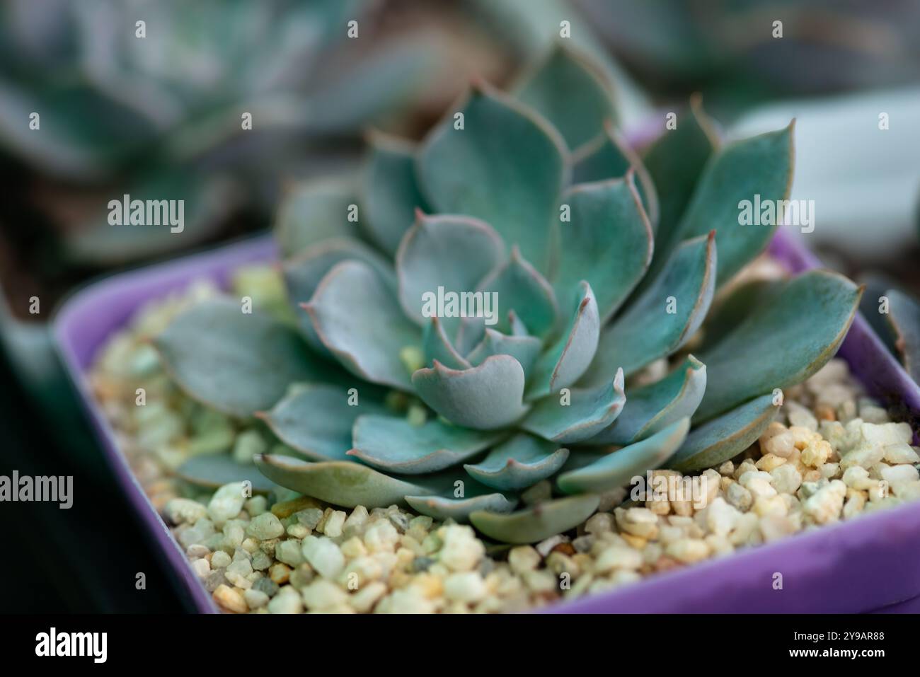 Mexikanischer Pfau echeveria saftige Topf dekorative Zimmerpflanze schöne Blätter ornamentale Form aus nächster Nähe Stockfoto