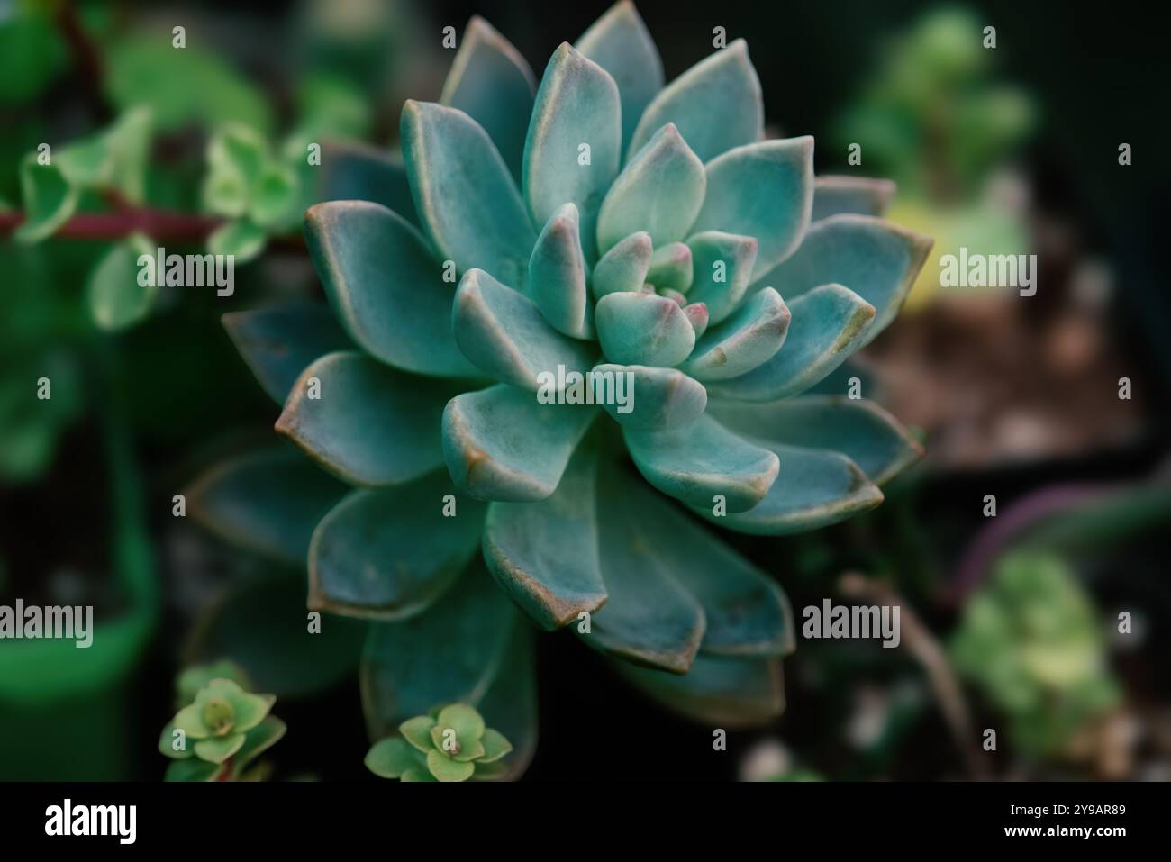 Mexikanischer Pfau echeveria saftige Topf dekorative Zimmerpflanze schöne Blätter ornamentale Form aus nächster Nähe Stockfoto