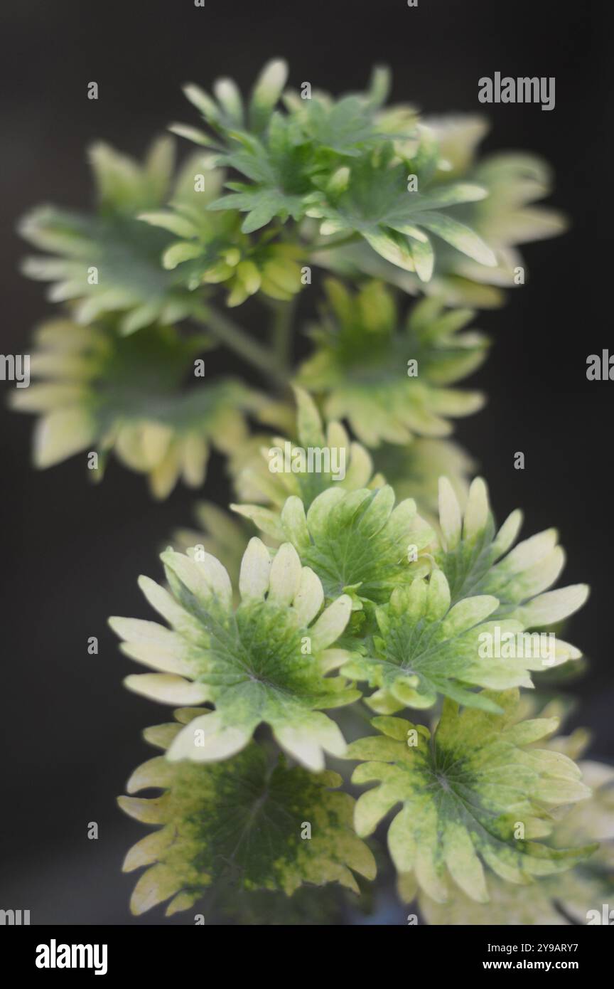 Creeping charlie oder Ground Efeu ist eine Pflanze der Minzgewächse (Lamiaceae), die flaumige Blätter mit geschwungenen Rändern mit grün-weißen oder cremefarbenen VA hat Stockfoto