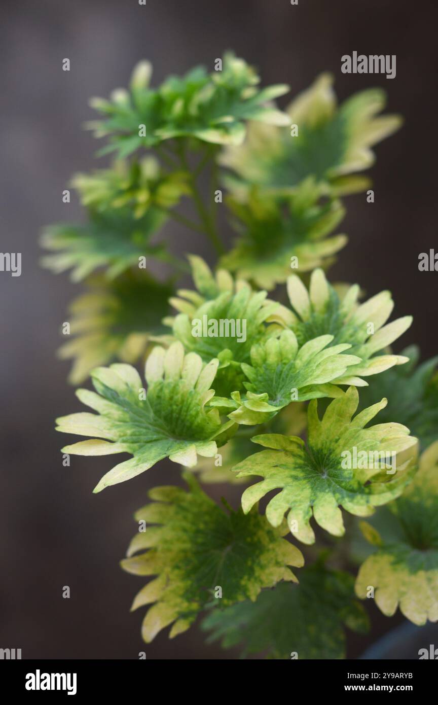 Creeping charlie oder Ground Efeu ist eine Pflanze der Minzgewächse (Lamiaceae), die flaumige Blätter mit geschwungenen Rändern mit grün-weißen oder cremefarbenen VA hat Stockfoto